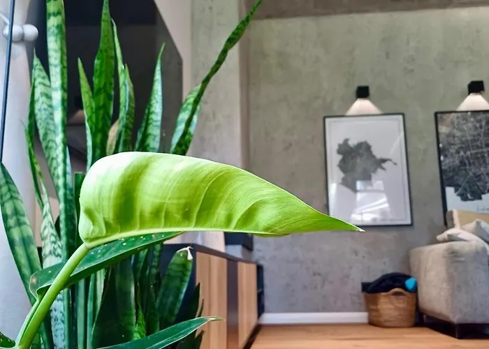 Modern W Zielonym Centrum Miasta *